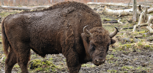 bison-europe