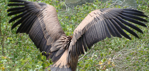 vautours-lozere